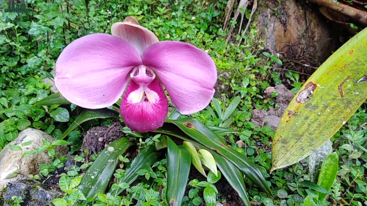 Phragmipedium kovachii at Alto Mayo Protected Forest (natural protected area)