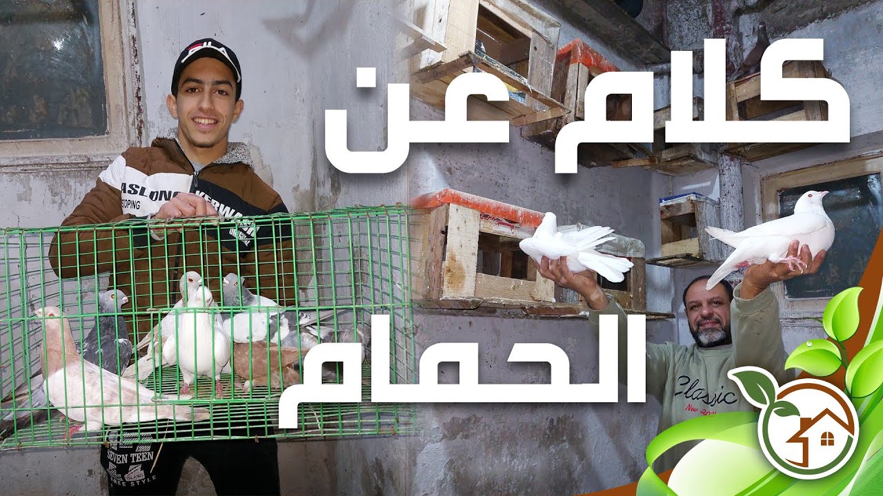 اطلاق الحمام الفرنسى مع القطيع وبعض المصطلحات الخاصة بتربيه الحمام