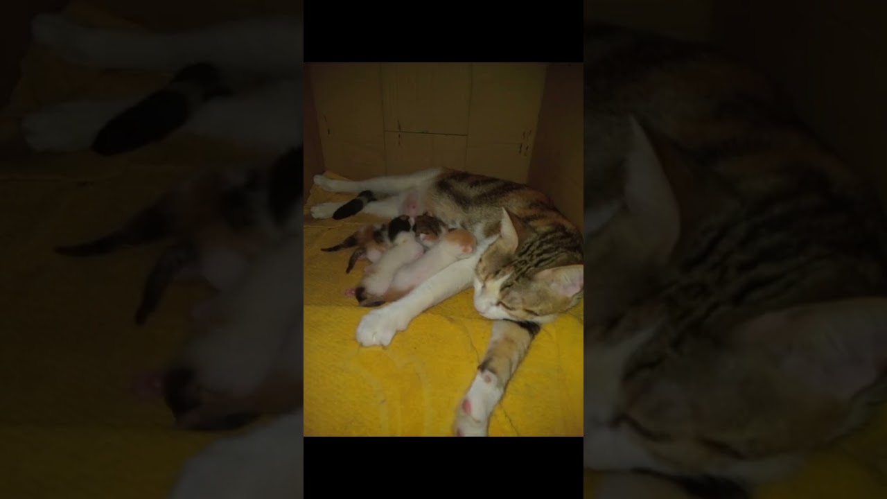Rescued rooftop kittens and newborns in Cairo—now hoping for safe homes in Europe.