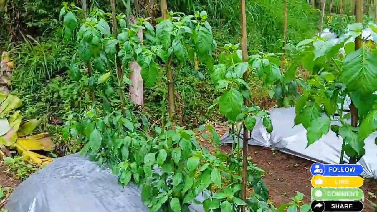 Cabe