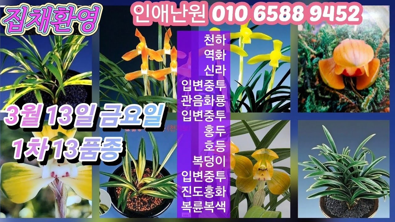 3월 13일 금/1차 천하 역화 신라 입변중투 곡ㆍㄴ음 화룡 입변중투 홍두 호등 복덩이 입변중투 진도홍화 복륜복색 13품종 판매합니다
