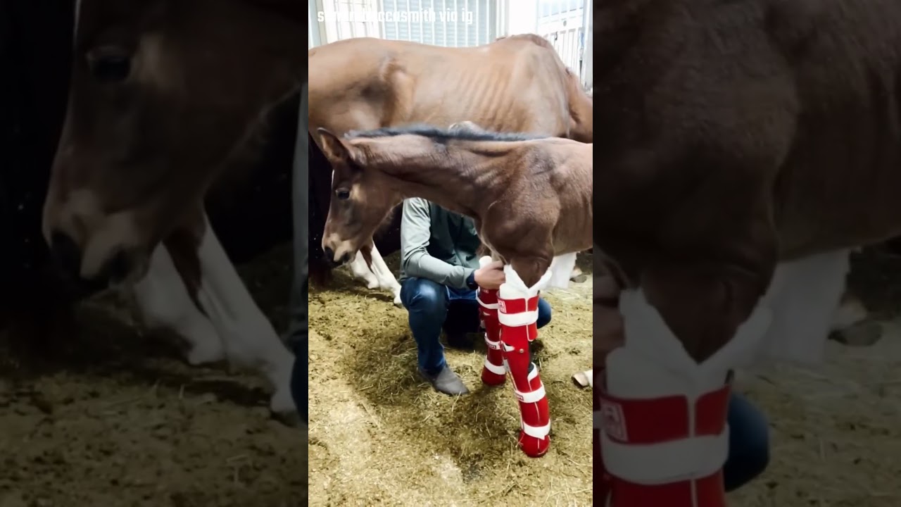 Her love for baby horse is remarkable