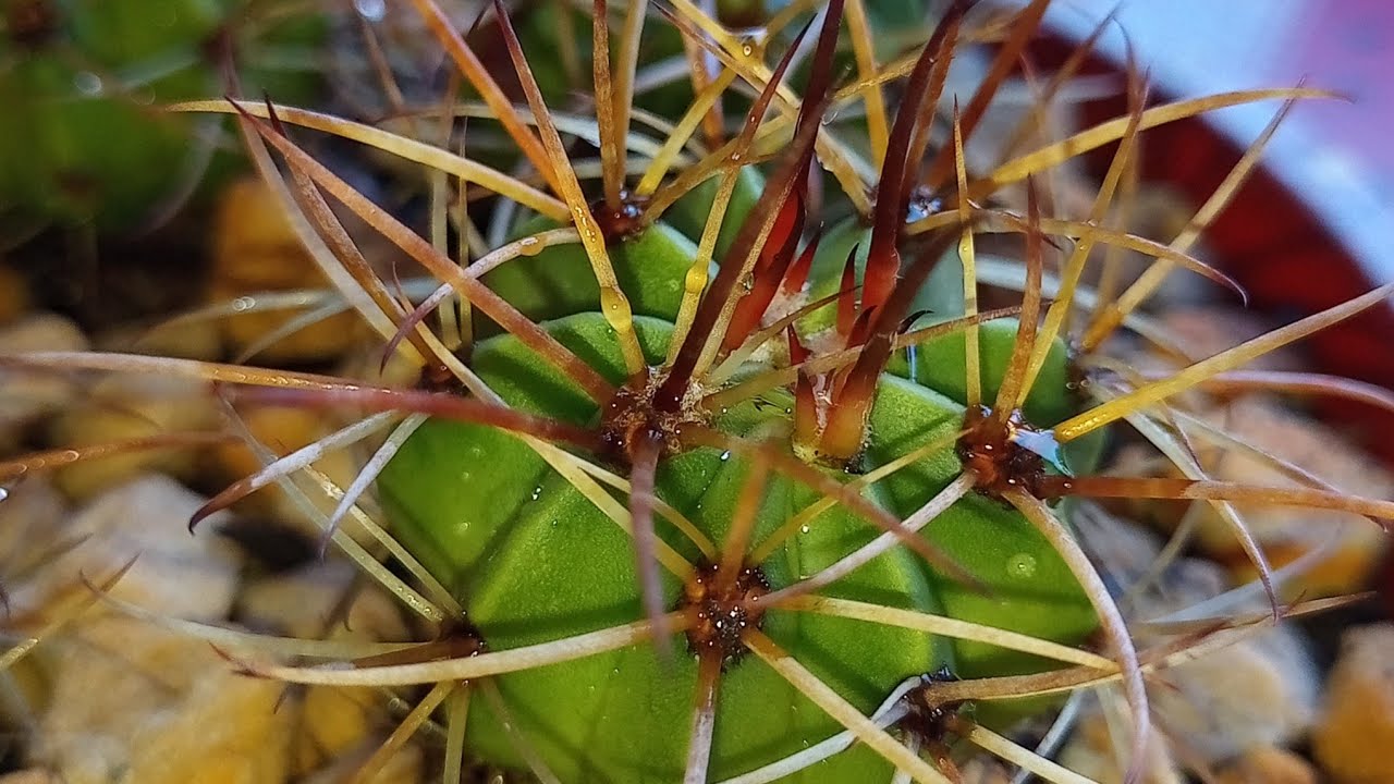 Cacto Coroa de Frade Feito por Sementes: Como eu Cultivo!#cactario #Silenecactos