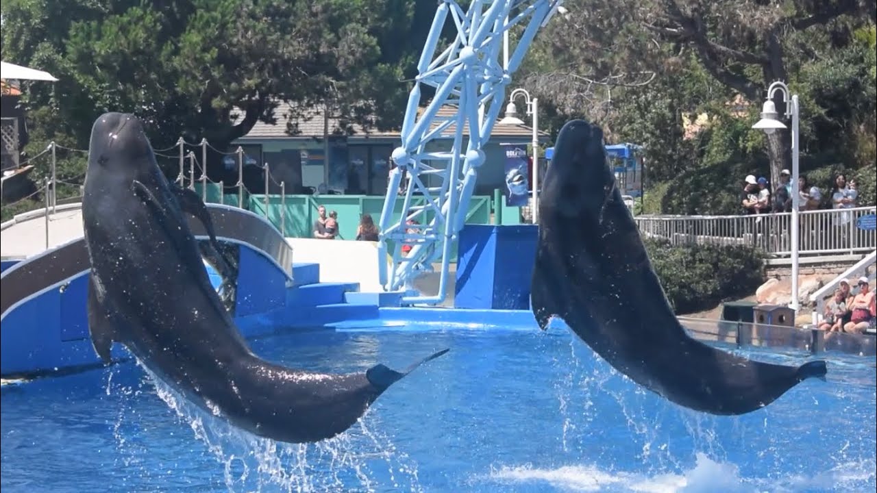 Dolphin Adventures Show (Full) with Pilot Whales- August 16, 2023