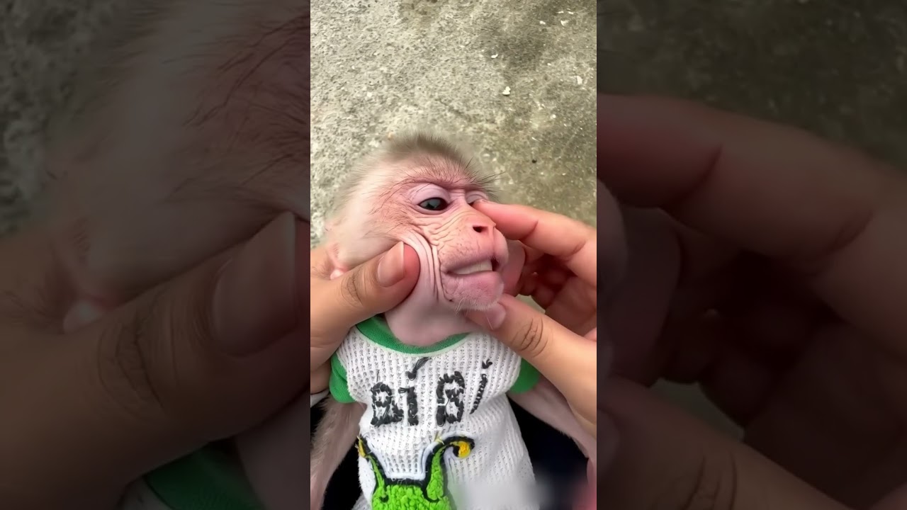 An egg fell out of the monkey's mouth. AI video.