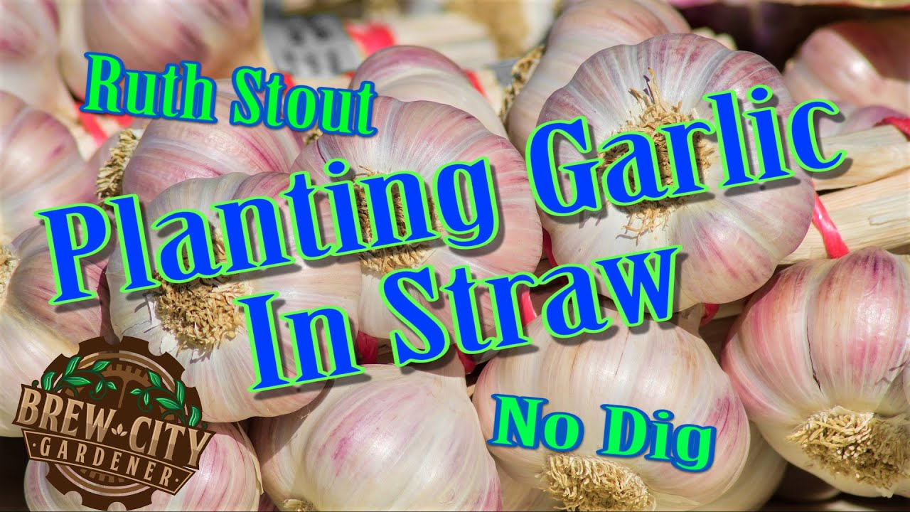 Planting Garlic In Straw - Ruth Stout No Dig Method