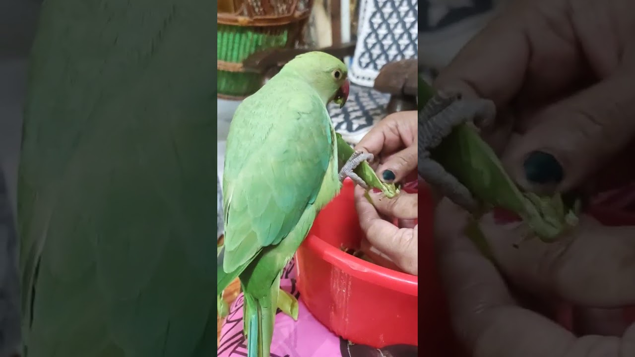 🐦मिट्ठू  को मटर इतने पसंद है कि🦜😂😍