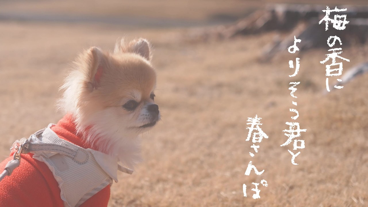 【梅まつり2026】寒いので春を感じに行きました♪【チワワ】