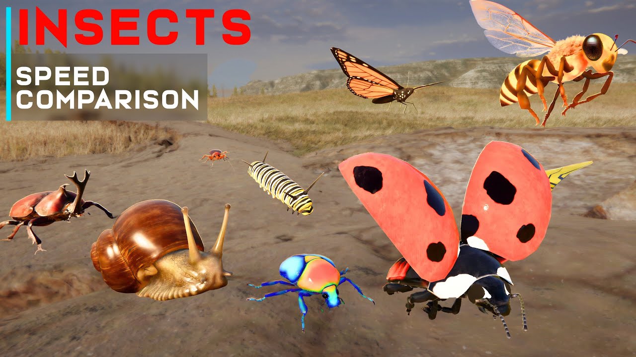 Insect 3D Speed Comparison | Top Insect Speed