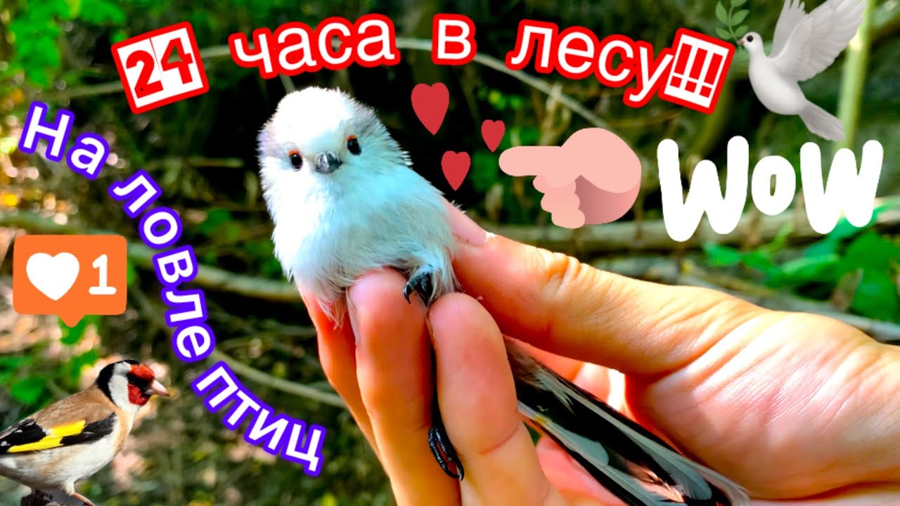 24 часа в лесу на ловле птиц. Ловля певчих птиц ловчими сетями. Ночь в лесу. Готовка на природе