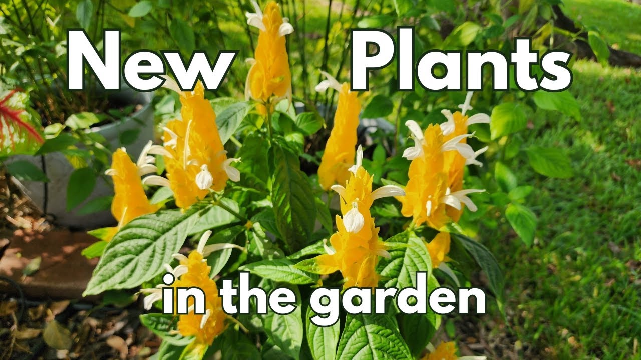 New plant purchases in August | Texas Gulf Coast Zone 9b | #butterfly #hummingbird #pollinators