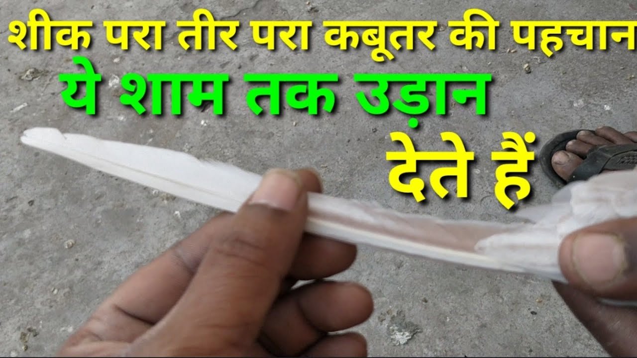 Sheek para teer para kabutar ki pahchan