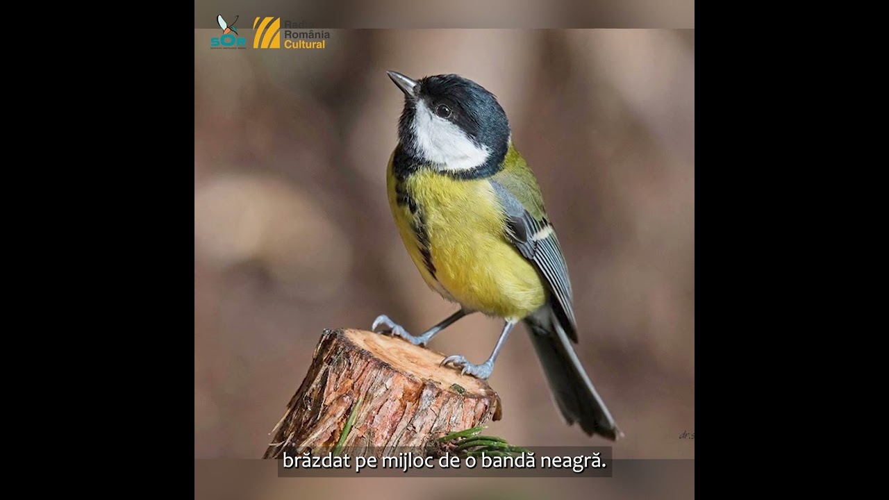 Pițigoiul mare / Minutul de natură / Orașul vorbește