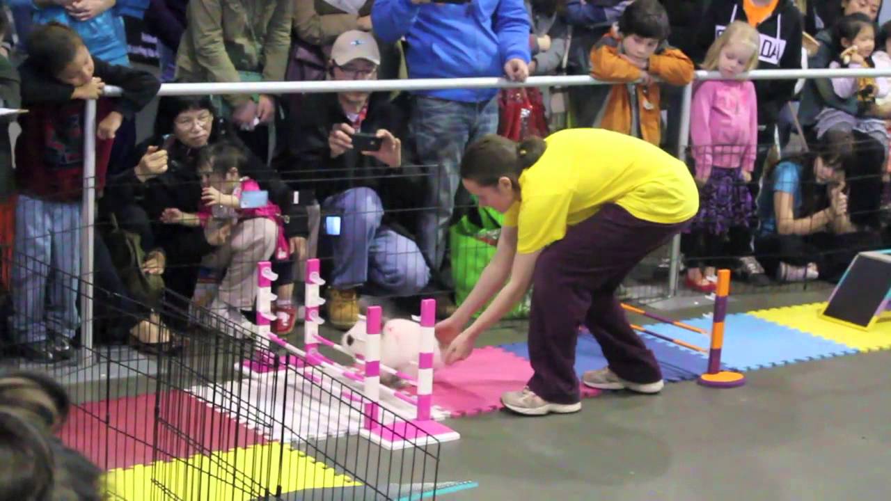 Bunny Rabbit Agility (Vancouver Pet Expo 2013)