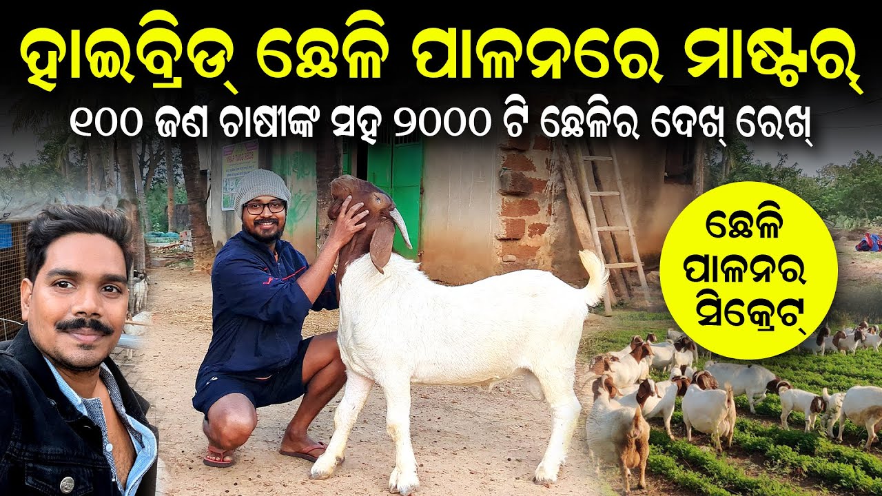 Goat farming Odisha [ ହାଇବ୍ରିଡ଼ ଛେଳି ଫାର୍ମ ] Goat farming training center in Odisha | My desi farm