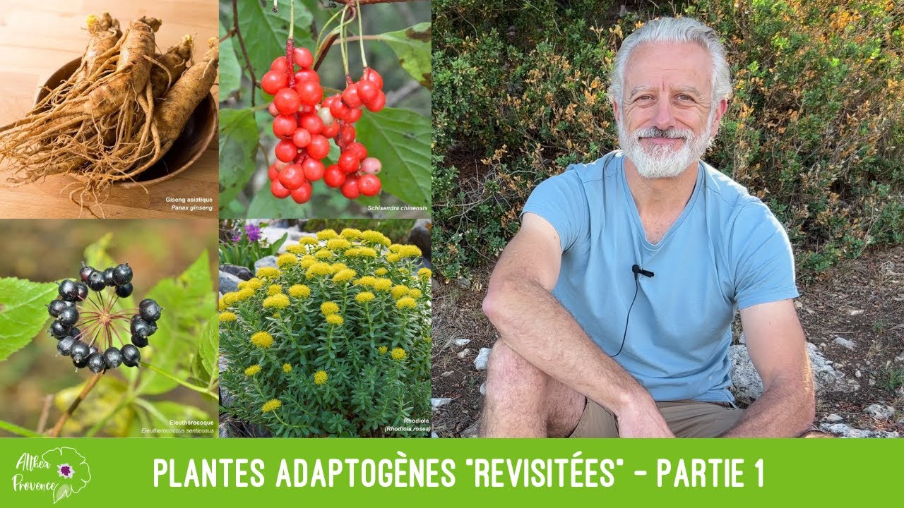 Plantes adaptogènes 