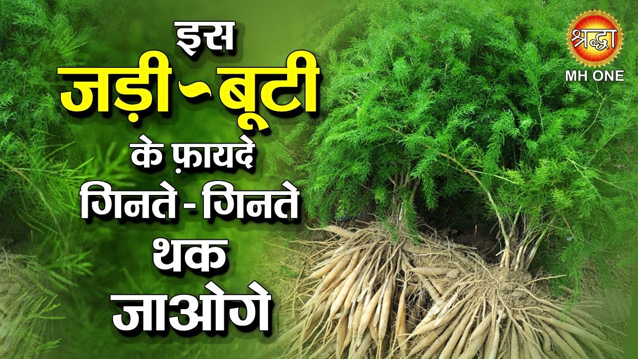 इस जड़ी-बूटी के फ़ायदे गिनते-गिनते थक जाओगे | Shatavari Ke Fayde | Asparagus Benefits in Hindi