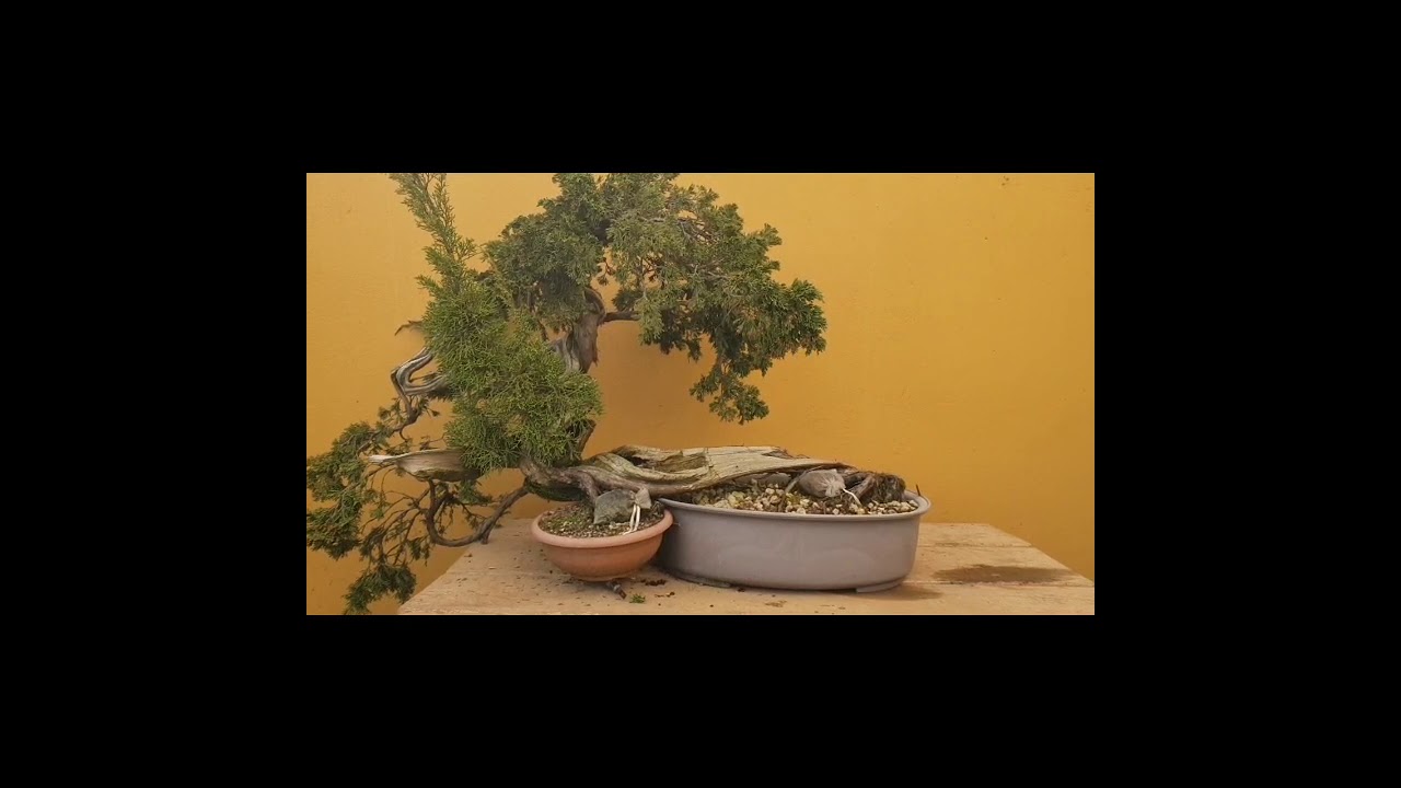 Trasplante de una sabina especial.