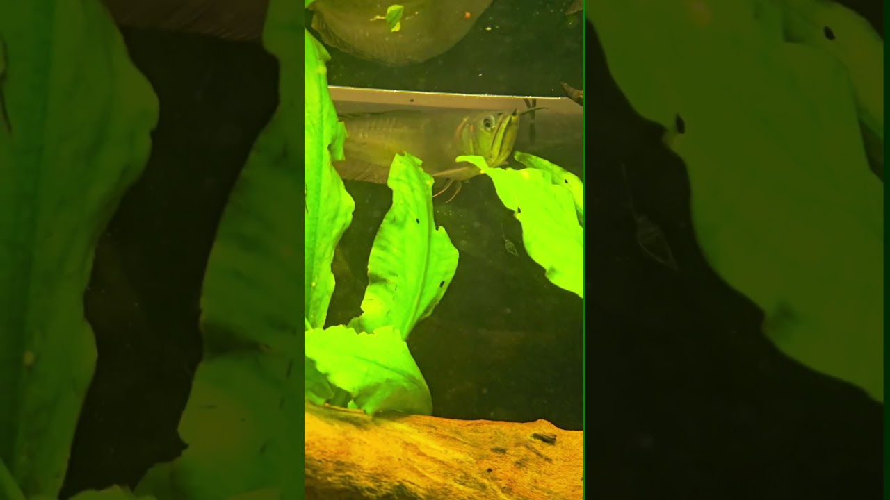 Mesmerizing Arowana Feeding Frenzy  #arrowanafish #aquarium #alligator #albino #aqualandkerala