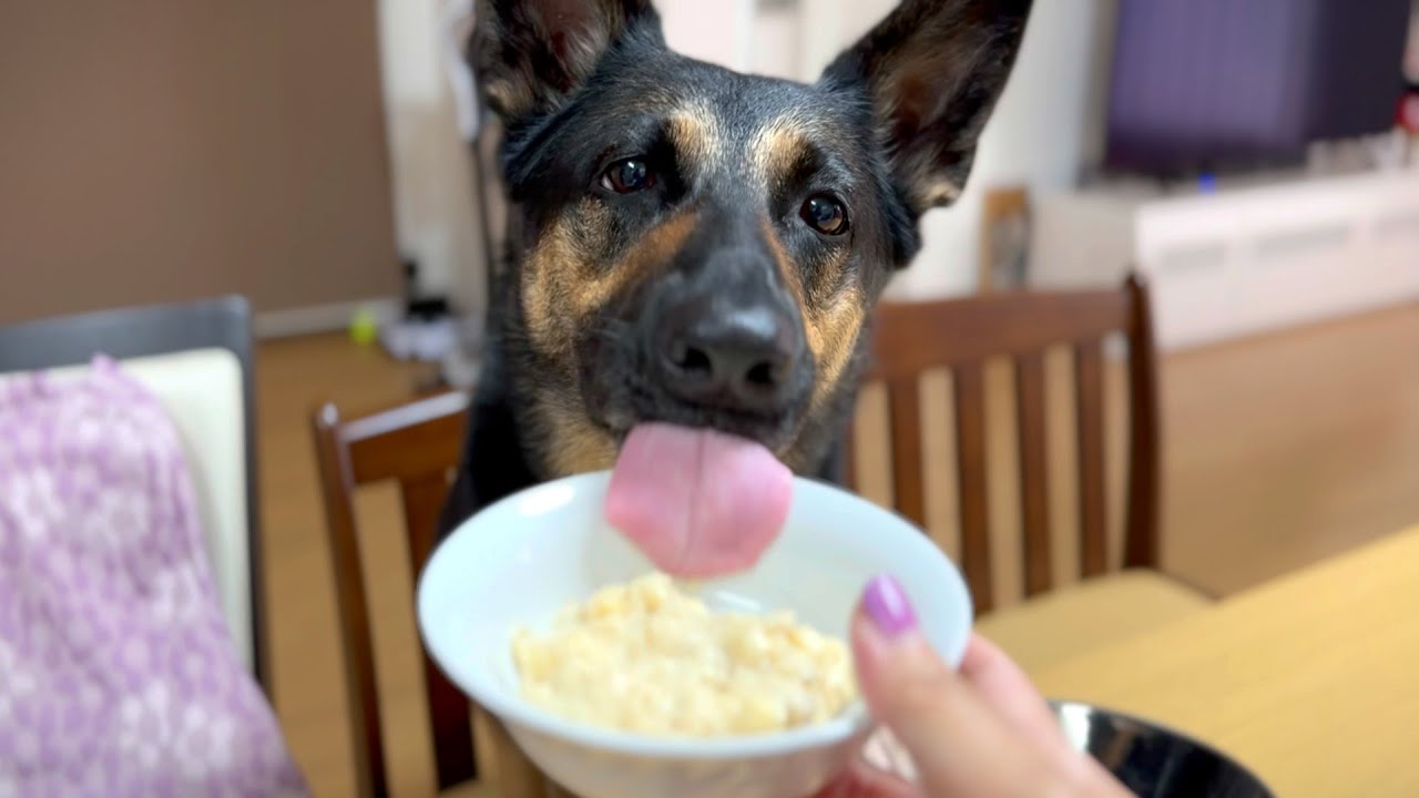愛犬の快気祝いにフルーチェ作ったら激ウマでした！【ジャーマンシェパード】
