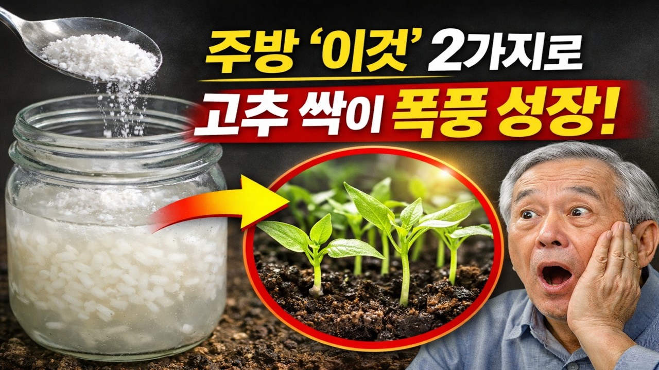 비료 회사는 이 영상을 싫어합니다! 주방 '이것' 2가지로 고추 싹이 하룻밤 만에 폭풍 성장!