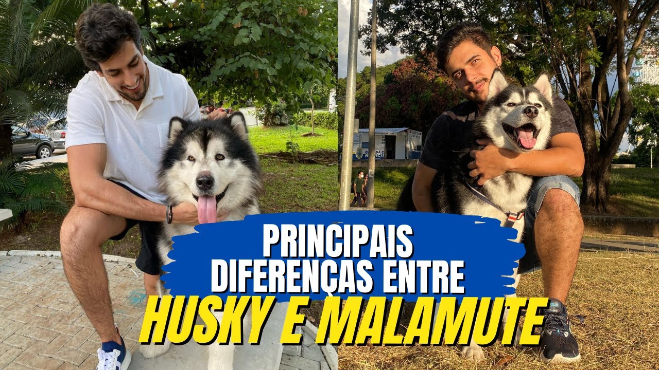 HUSKY SIBERIANO X MALAMUTE DO ALASCA PRINCIPAIS DIFERENÇAS | Nasus, o Husky e Julinho Casares