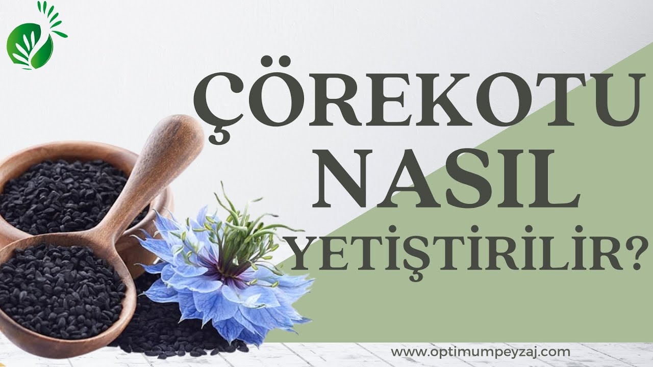 ÇÖREKOTU NASIL YETİŞTİRİLİR? ÇÖREKOTU YETİŞTİRİCİLİĞİ PÜF NOKTALARI NELERDİR? ÇÖREKOTU HASADI