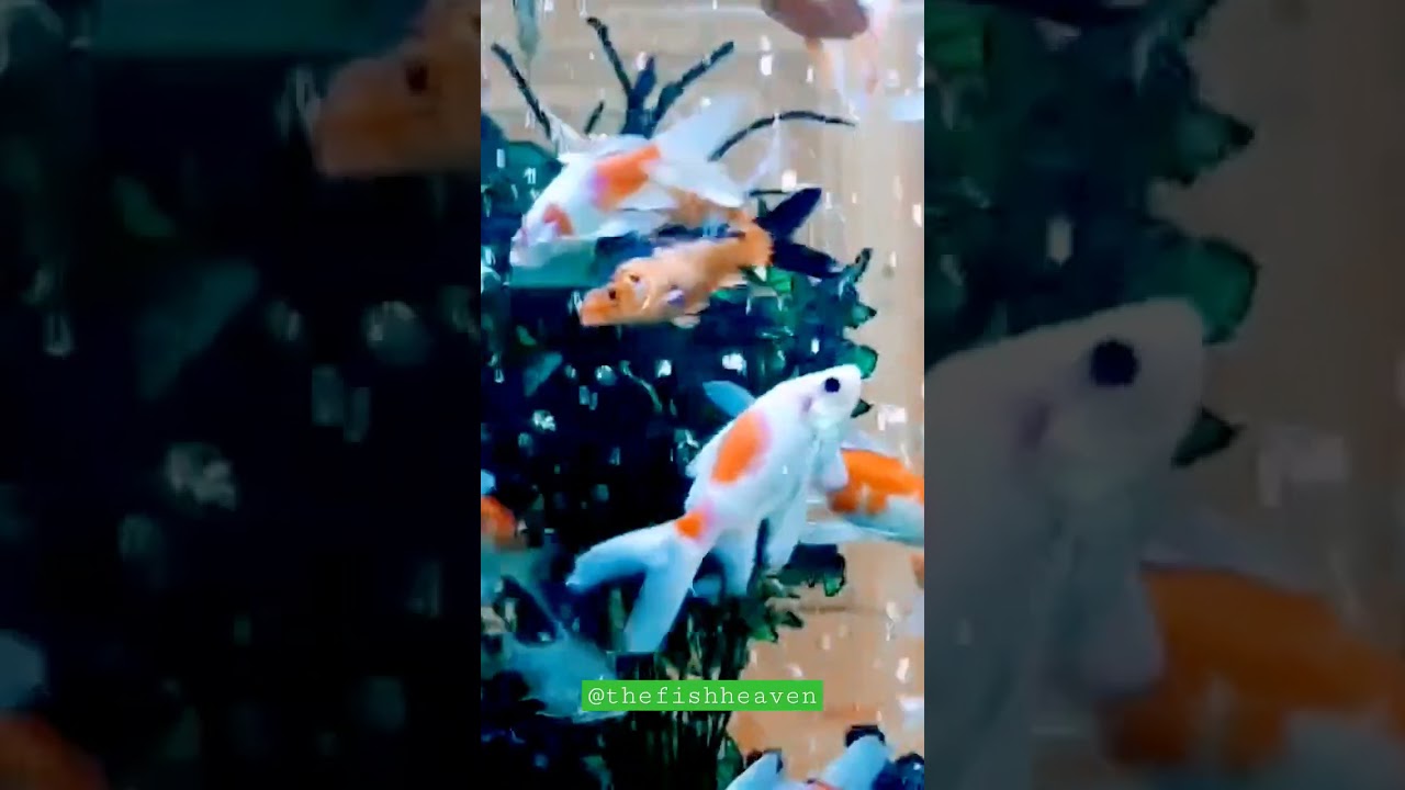 #aquarium #aquariumlife #colorfulfish #aquariumhobby #communitytank #aquariumcommunity #aquascaping
