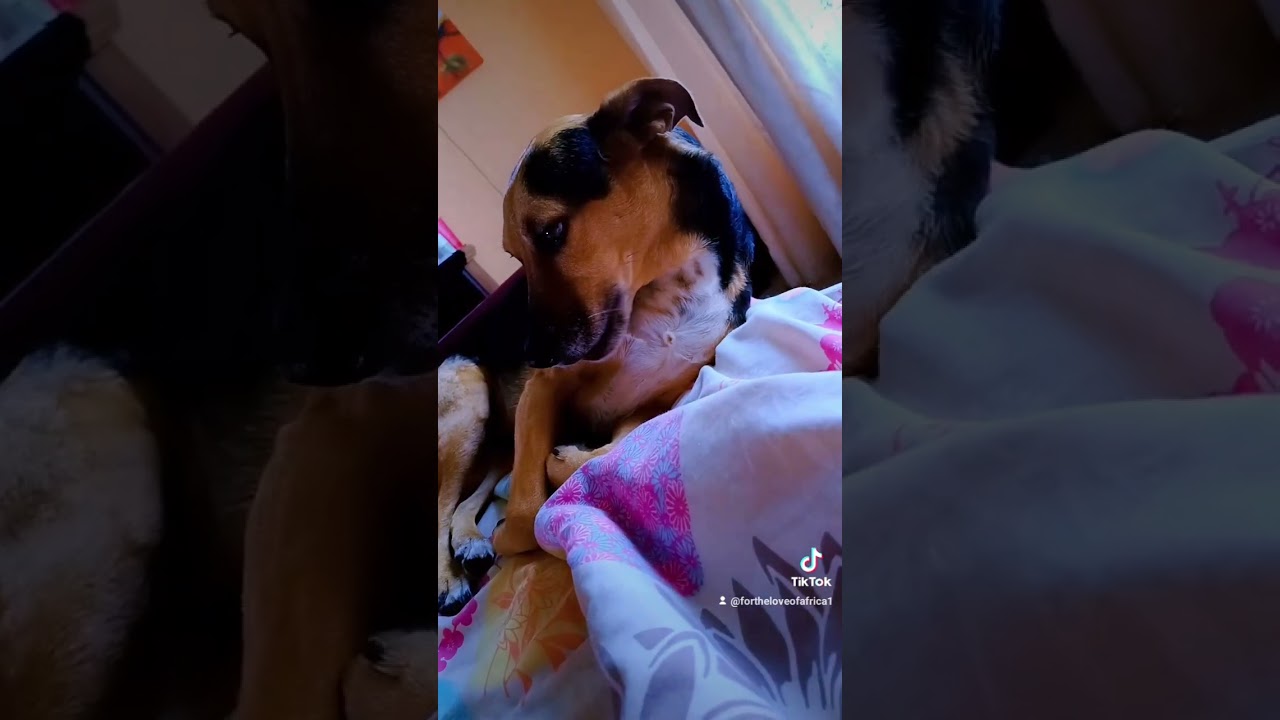 Baby phoebe resting a bit🐕😍❤️❣️😍🐕🐕🐕