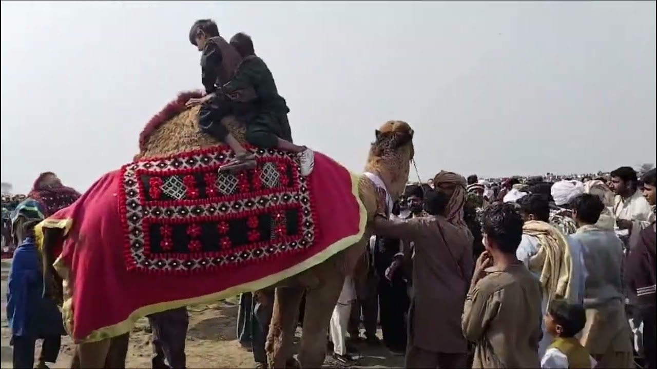 02-10-2026 KOT SABZAL CAMEL DANGLE #foryou #camel #funny #imrankhan #pti