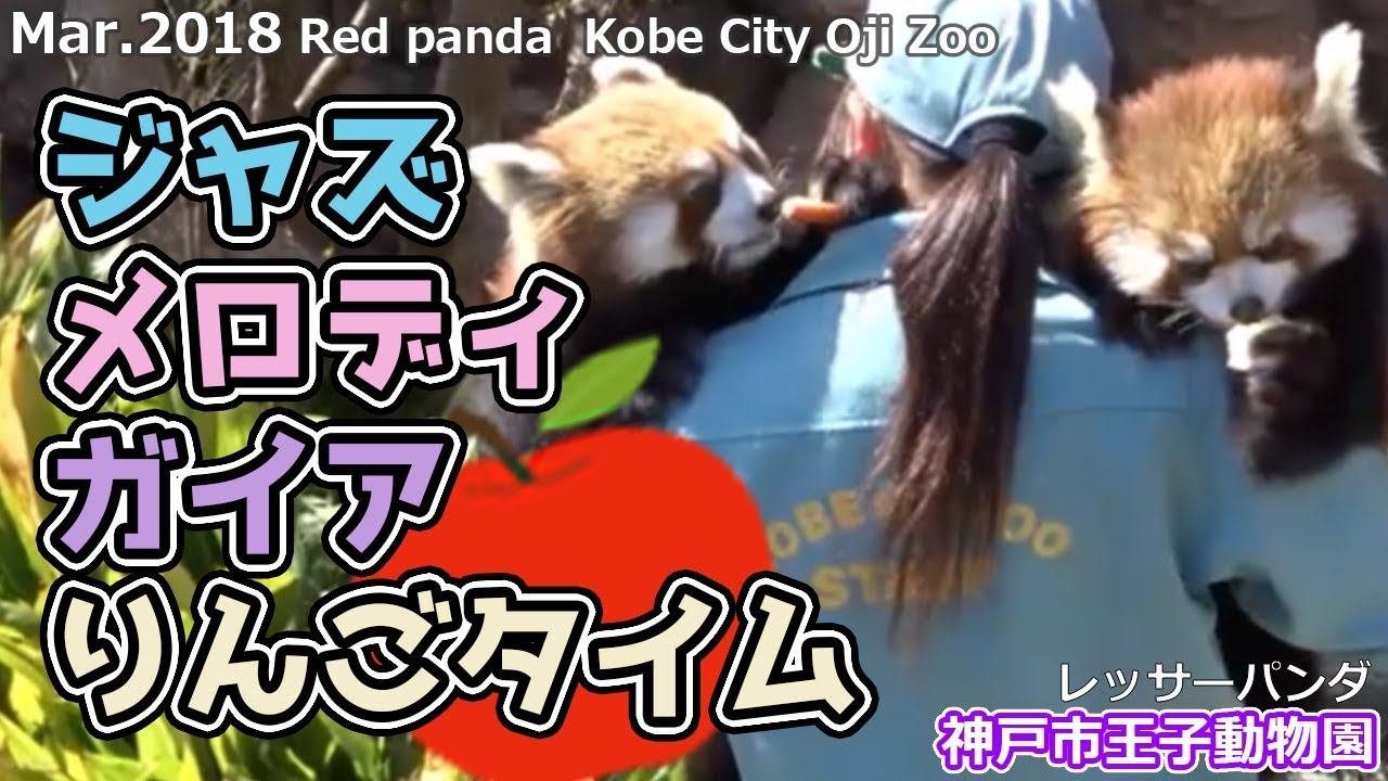 ジャズ メロディ ガイア りんごタイム 神戸市王子動物園(レッサーパンダ)Red panda Kobe City Oji Zoo
