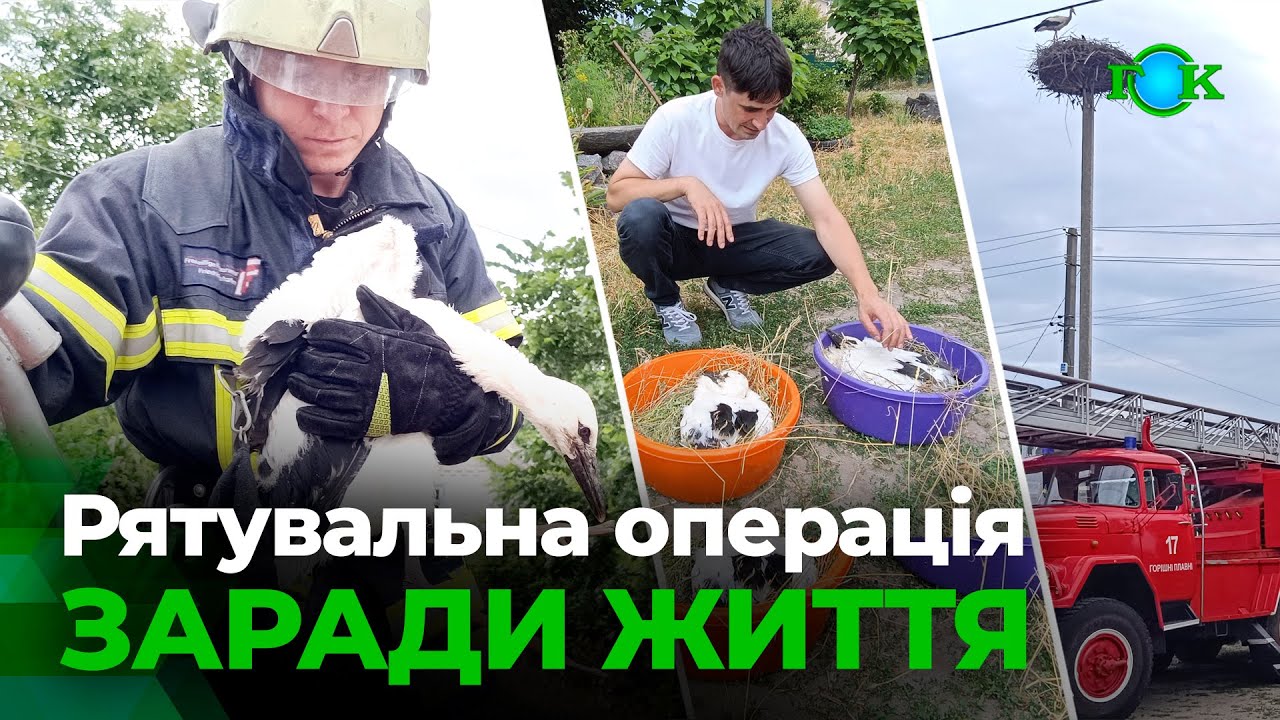 У Горішніх Плавнях врятували трьох лелеченят, які опинилися на межі загибелі