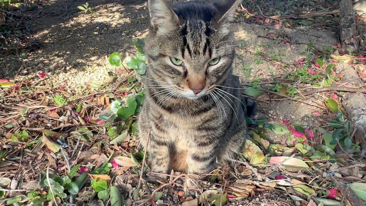 平然とした顔で足を負傷して帰って来る猫