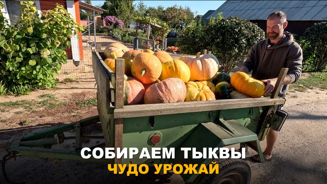 ТЫКВЕННЫЙ РАЙ. Сбор урожая тыкв, результаты поражают.