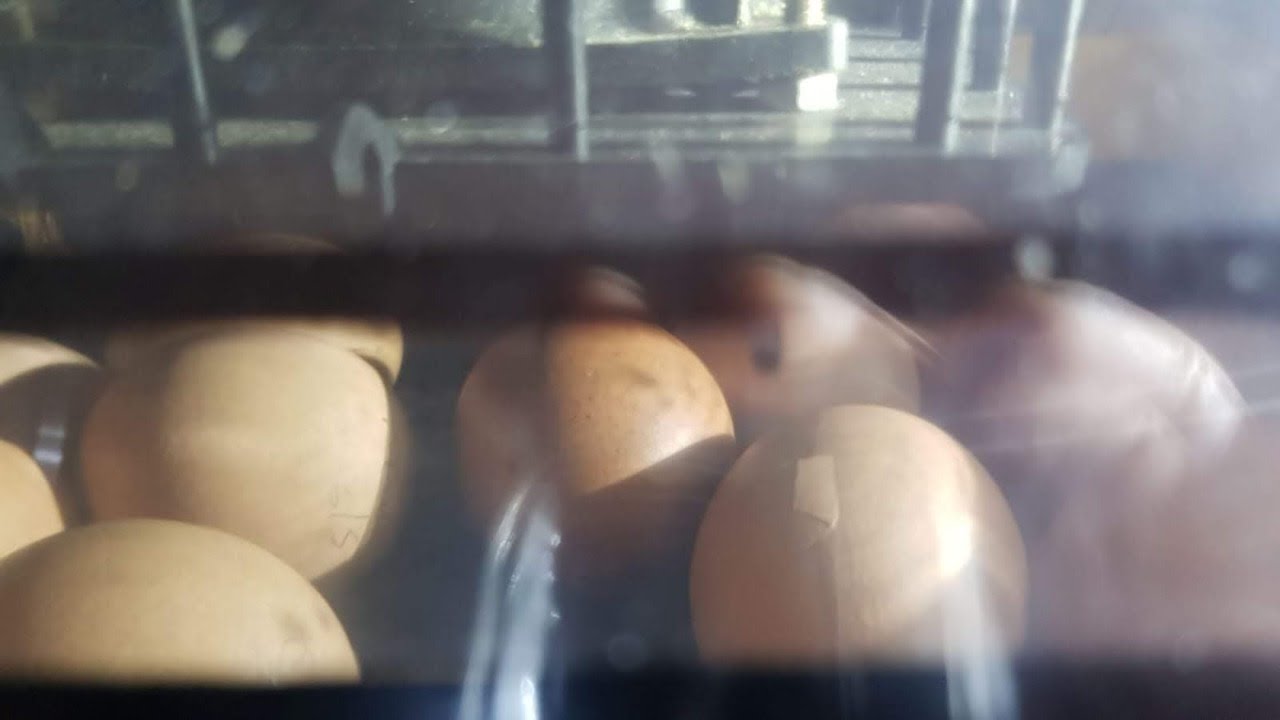 Egg Hatching Cam