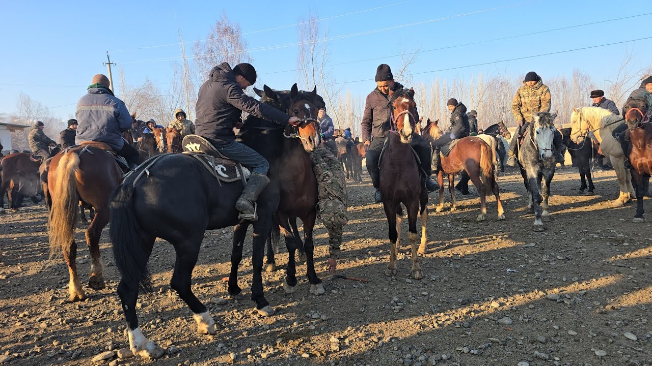 Пай пай пай  Чоң Аттар көп кирди  Жылкыдан  саан  Уйлар  Кымбаткооо😱