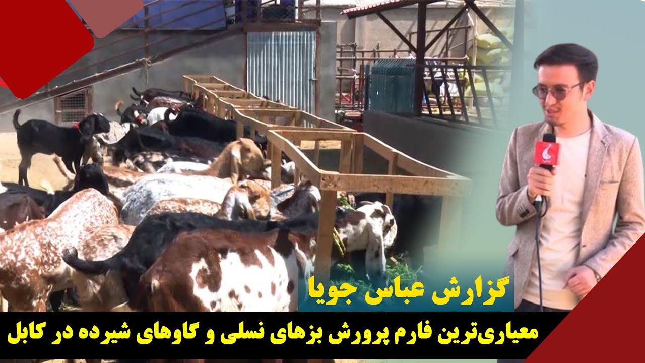 گزارش عباس جویا: معیاری ترین فارم پرورش بز‌های نسلی و گا‌وهای شیرده در کابل