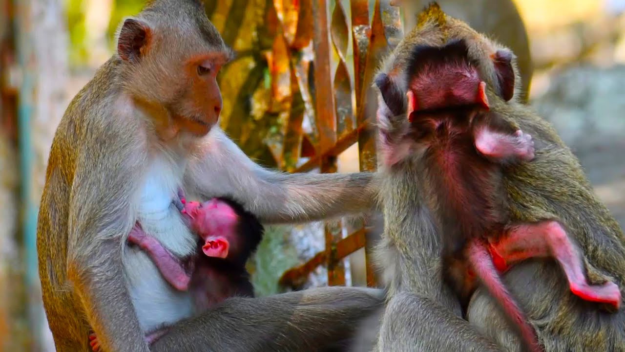 We suspect that Baloon​ mom did not give the baby enough milk | Adorable Monkey Park