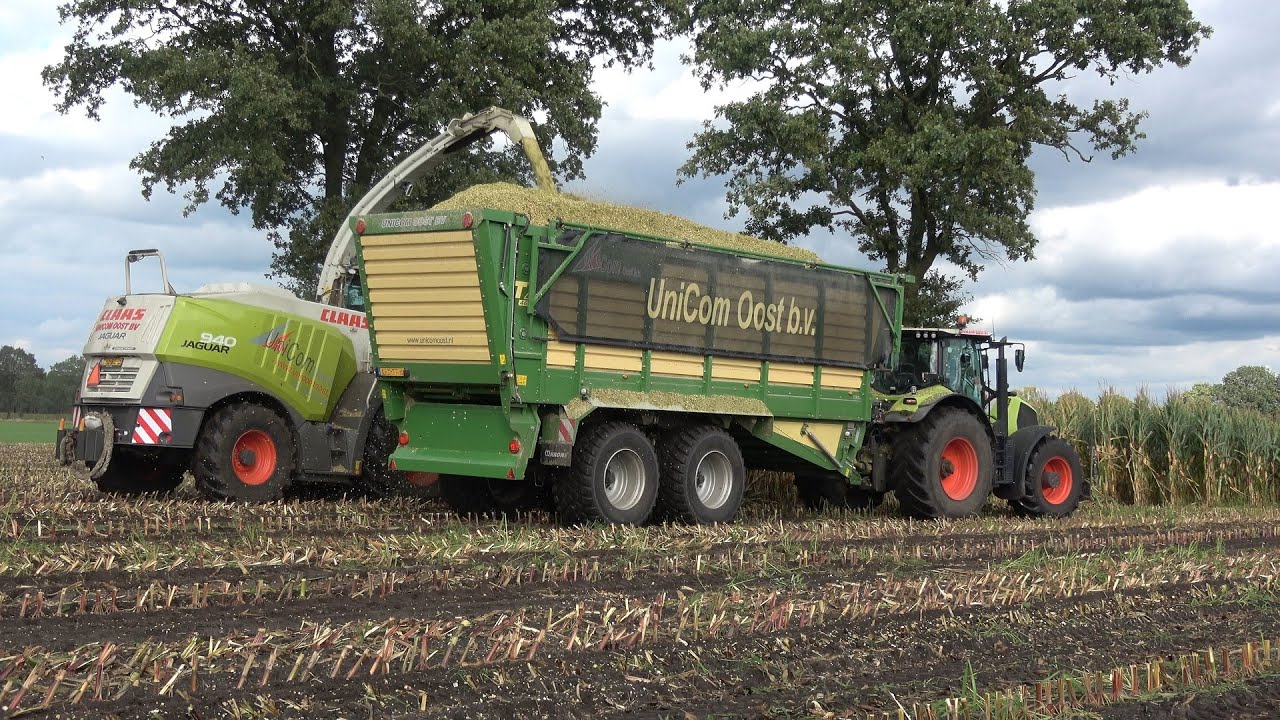Mais hakselen door Unicom Oost B.V. met Claas Jaguar 940 (2023)