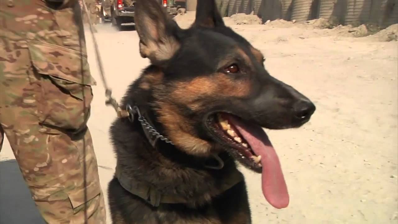 Combat Canines Training in Afghanistan - K-9 Military Working Dogs at FOB Fenty