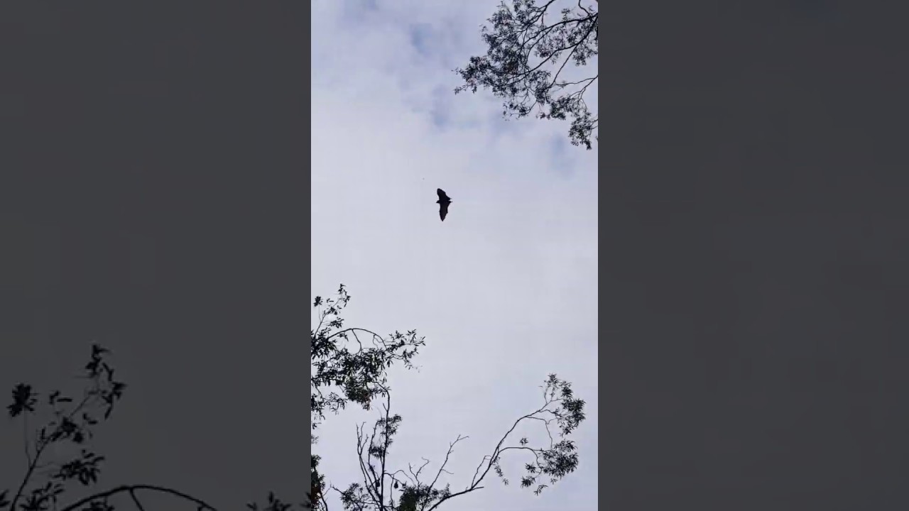 Urban Black Flying Fox colony (fruitbat)