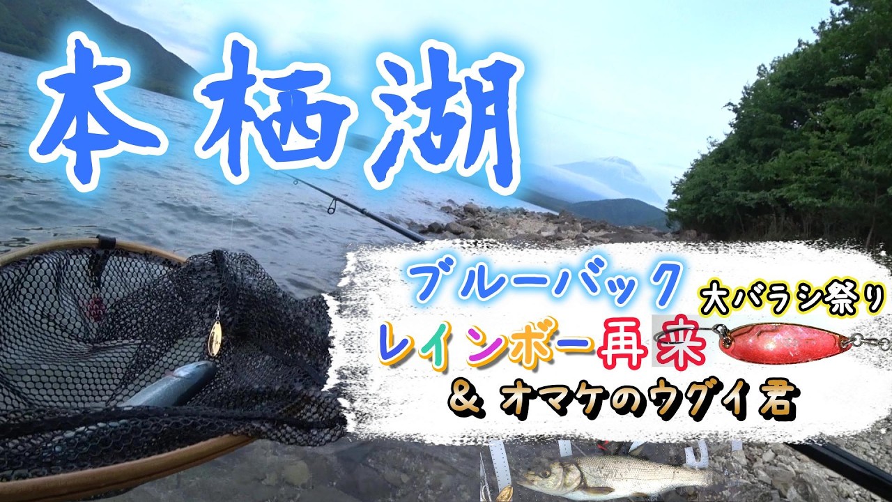 本栖湖のブルーバックレインボー🌈とウグイ 大バラし大会 トラウトルアーフィッシング スプーンの釣り/Lake Motosu/Blueback Rainbow Trout & Japanese Dace