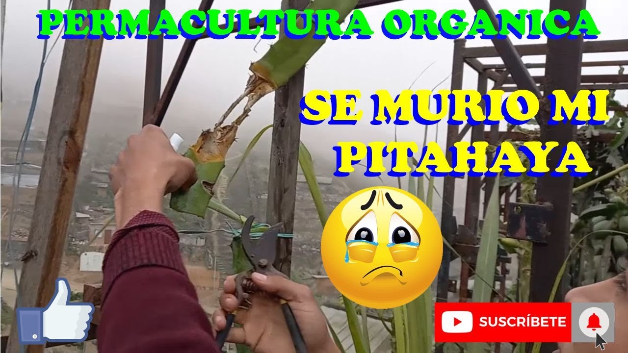 ATAQUE DE HONGOS A PLANTAS DE PITAHAYA - PERMACULTURA ORGANICA