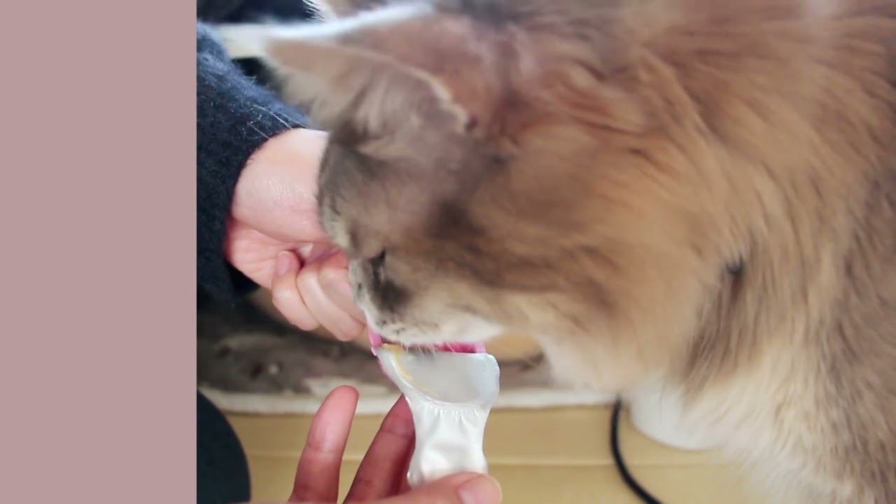 おやつを催促する猫さん