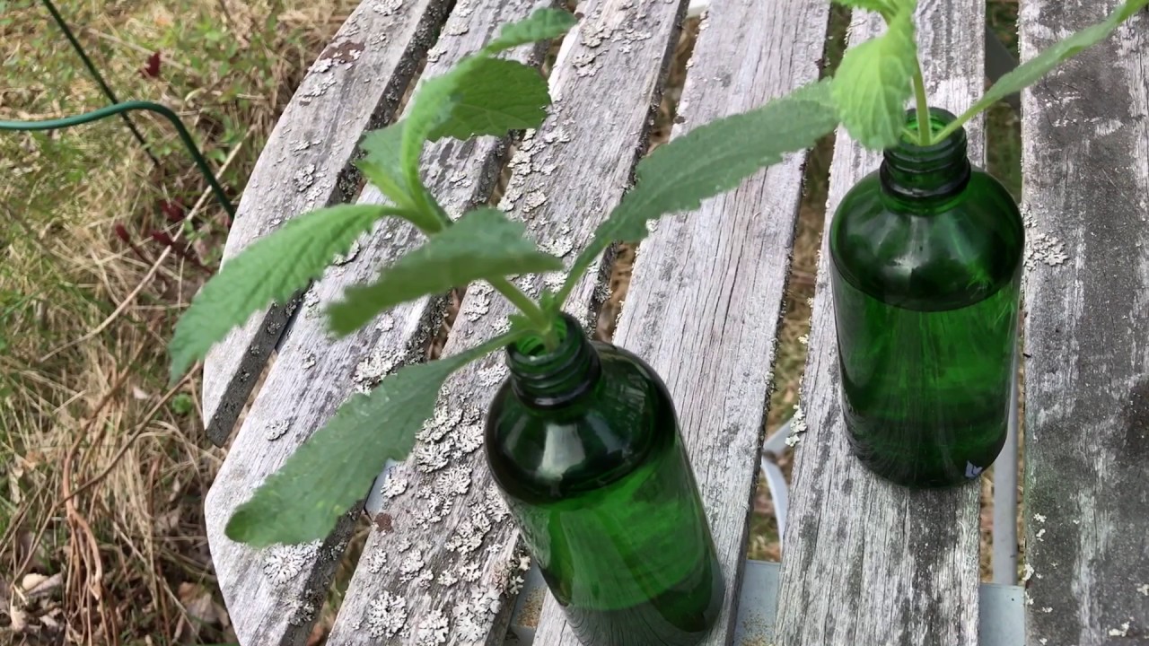 Dubbla dina plantor med det här enkla knepet! 5 växter du slipper så igen i dagens Odlingsdagboken