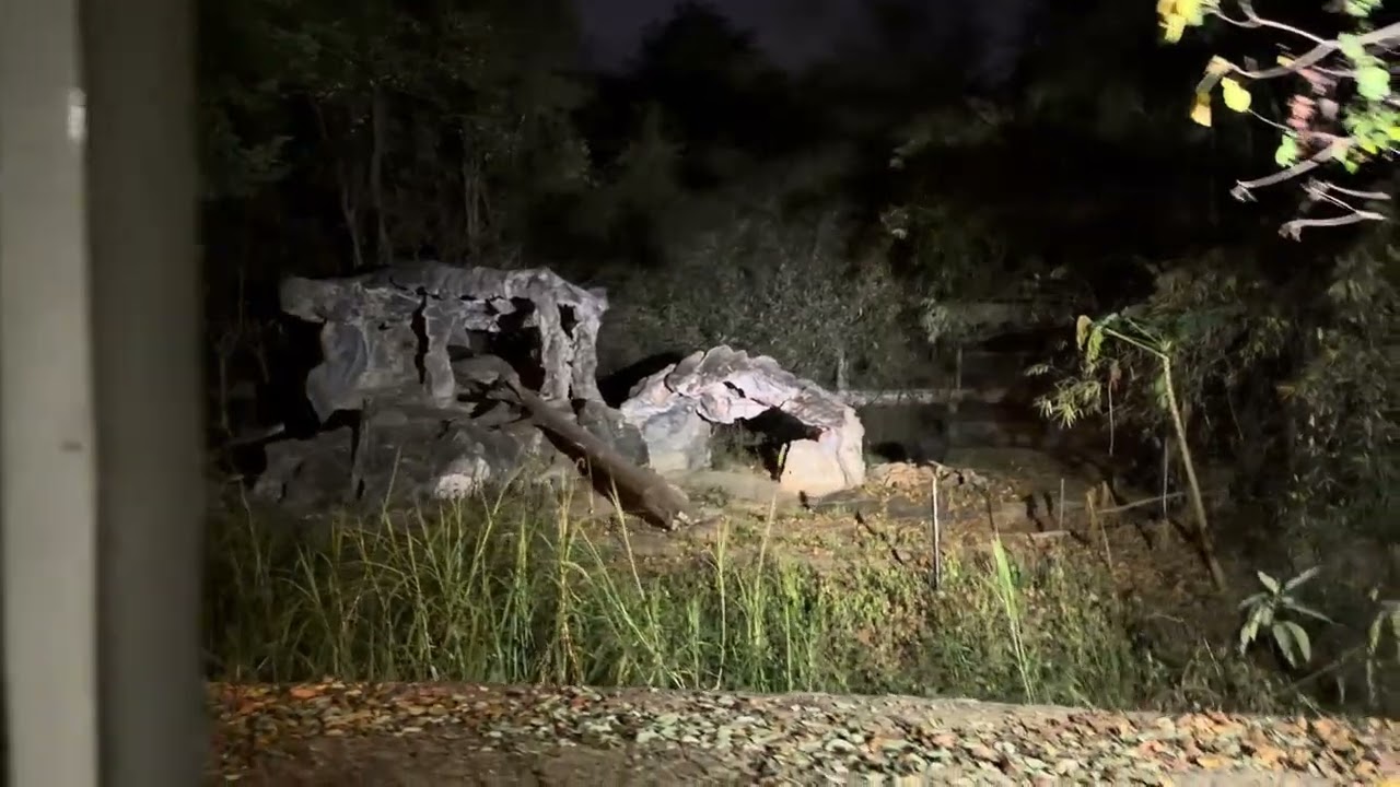 โซนนักล่า พรีเดเตอร์ เชียงใหม่ไนท์ซาฟารี Predator zone Chiangmai Night Zafari. 