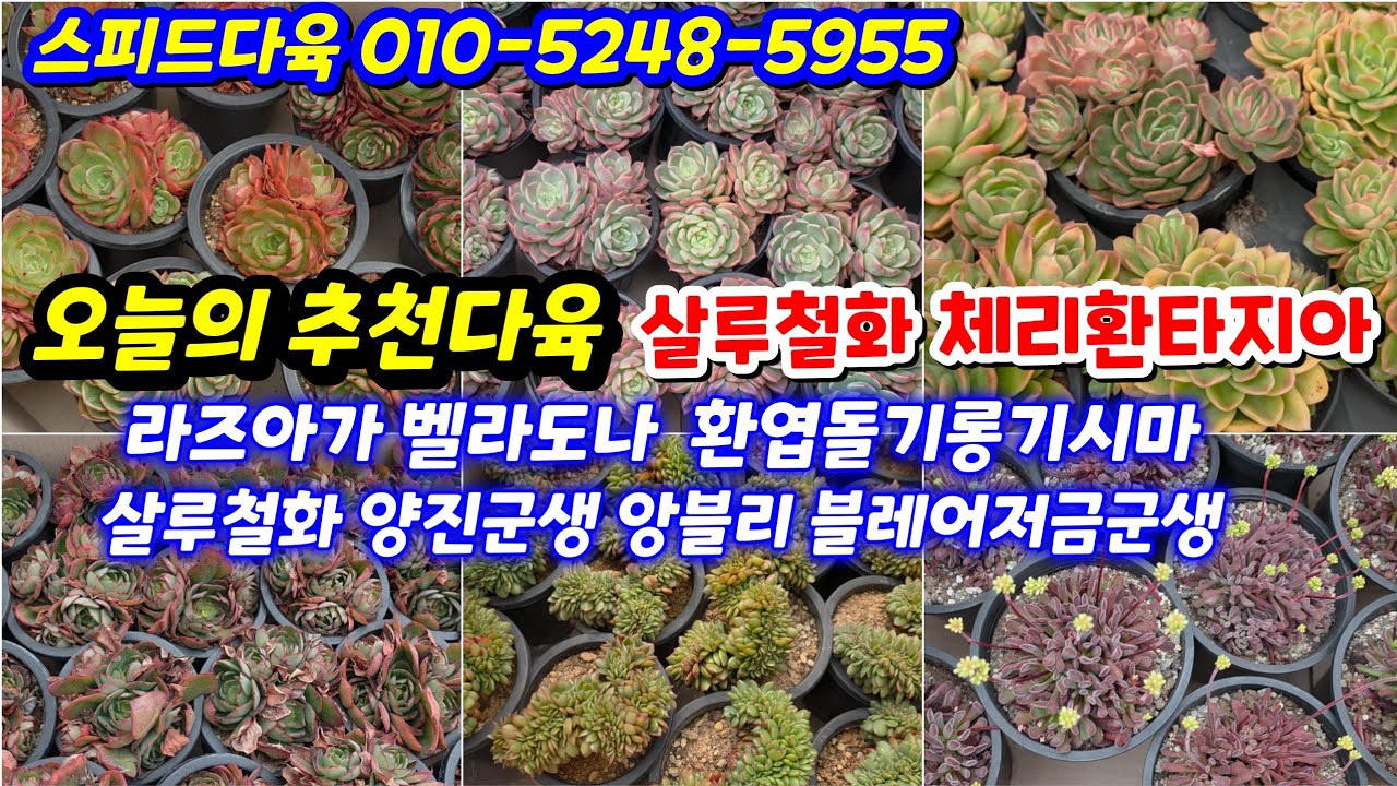 26.3.20🌹체리환타지아군생 7천원부터 #살루철화 라즈아가군생 벨라도나군생 환엽돌기롱기시마 양진군생 앙블리군생🌹#스피드다육 010-5248-5955 전국택배가능 유료광고포함 