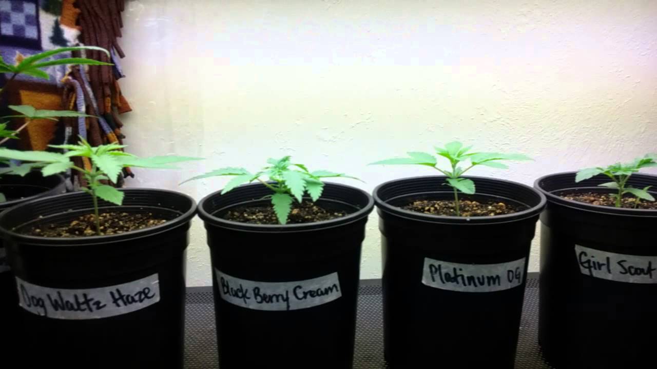Day 15, Month 1, 2, 3 Marijuana Cannabis Weed Grow