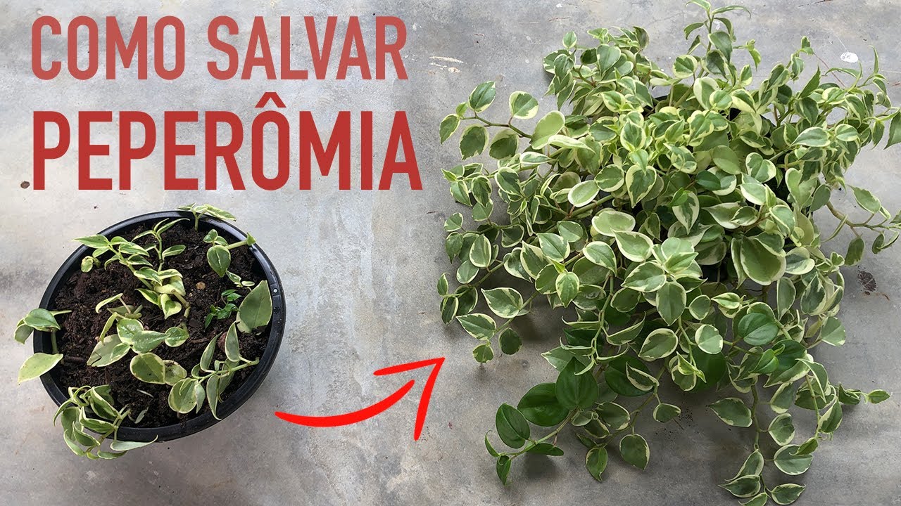 Como RECUPERAR PEPERÔMIA pendente e PLANTAR muda EM VASO