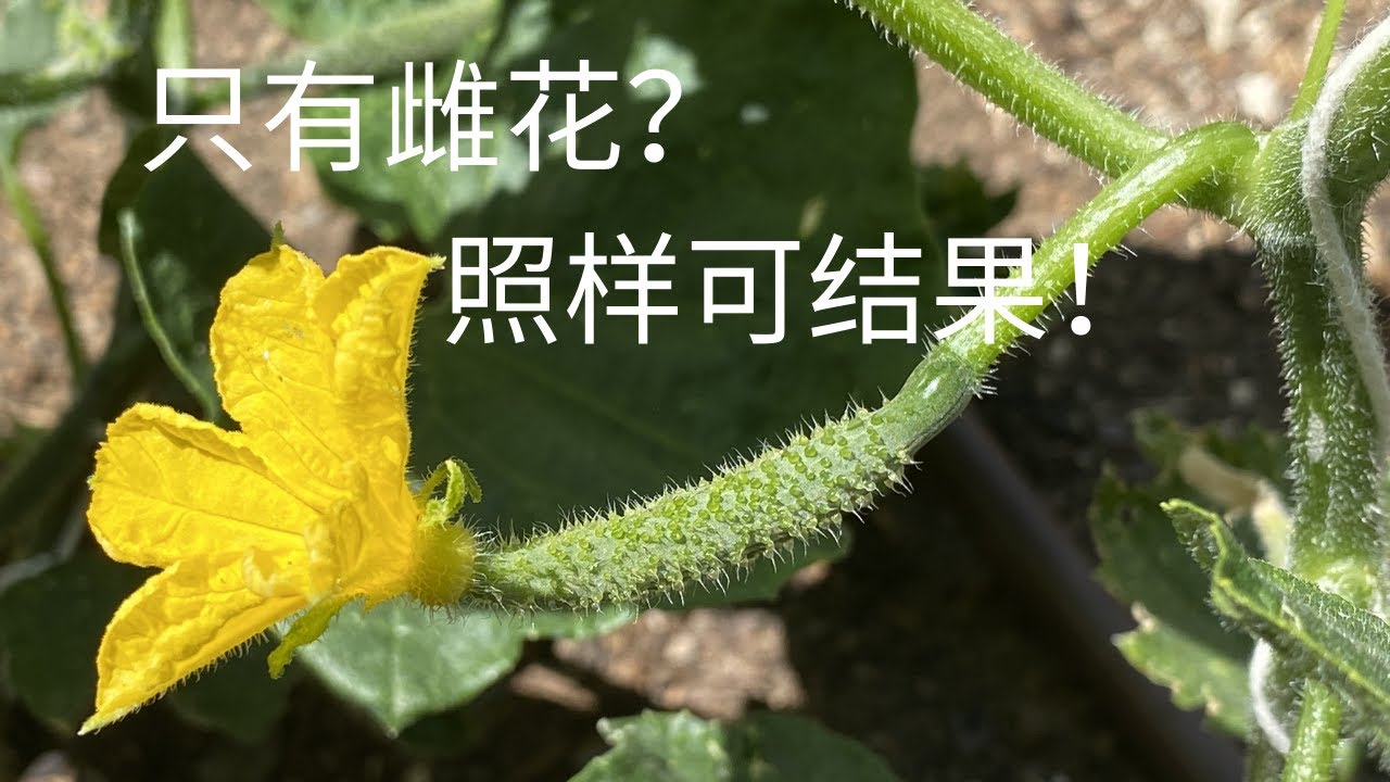 【种菜】只有雌花就能结果？全雌/强雌黄瓜了解一下｜无需授粉高产黄瓜｜Parthenocarpic Cucumber